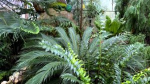 Необычные растения Красновишерск_07.04.2026_СольТВ