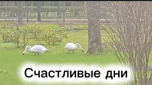 Наши счастливые дни. Петергоф в апреле.