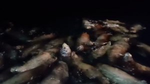 Сивучи у корабля в Охотском море смотреть бесплатно всем #сивучи Смотреть онлайн бесплатно всем