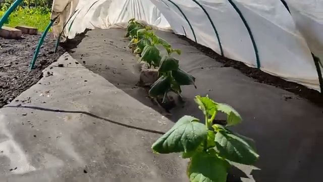 Дача 6 соток. Арбузы и огурцы привитые на лагенарию.