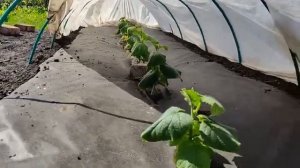 Дача 6 соток. Арбузы и огурцы привитые на лагенарию.