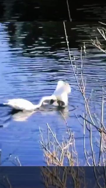 Видео от Красноярская тайга. Фотоловушки