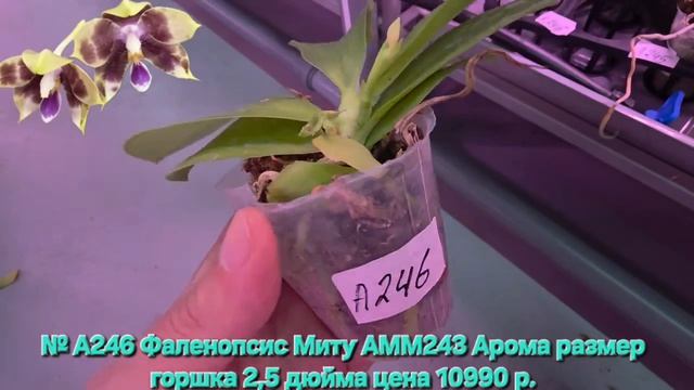 № А246 Фаленопсис Миту АММ243 Арома размер горшка 2,5 дюйма