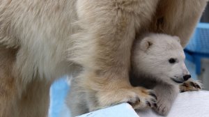 Герда с медвежонком позируют на камне..