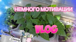 ВЛОГ: СЛАВА БЛОГЕР. МОЯ РАССАДА. ГОТОВЛЮ И УБИРАЮСЬ НА КУХНЕ.