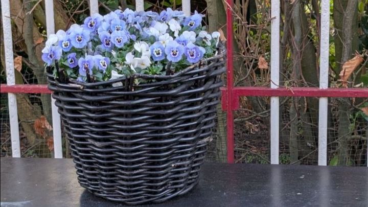 Первая подкормка чеснока весной. Формируем и насыпаем гряды в теплице. 