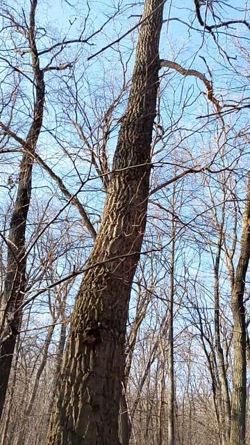 трутовики празднуют весну