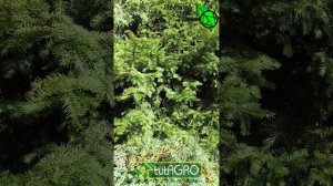 Не пропустите этот момент! Самая важная обработка сада весной. Успейте до цветения! Обработка сада.