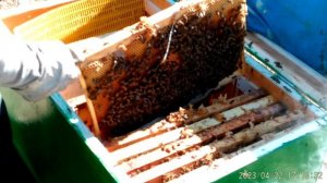 Расширение пчелиной семьи.