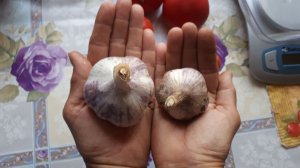 2354.  ВПЛ.(11 апреля 2023 год.) Высаживаю ОЗИМЫЙ чеснок !