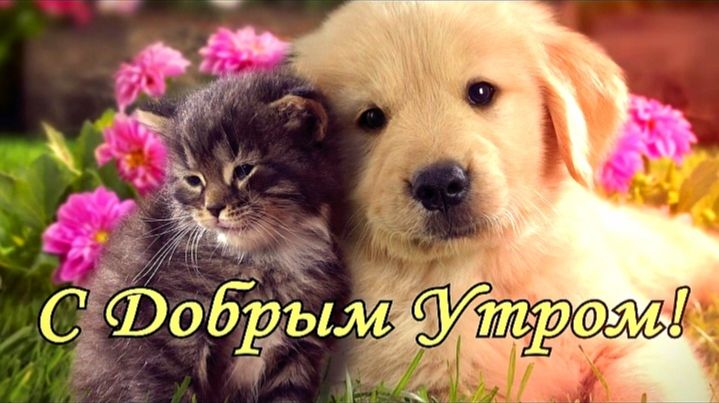 С добрым утром
