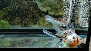 вечером в аквариуме на 40 литров