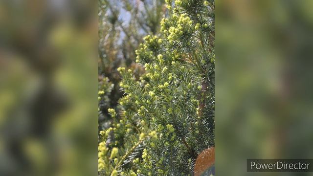 г.Воронеж.Ботанический сад ВГУ. Апрель 2024 г.