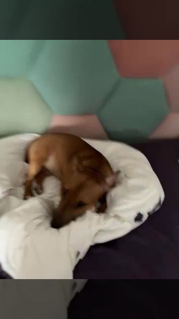 Зовут Клео🩷🥰