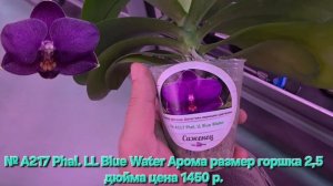 № А217 Phal. LL Blue Water Арома размер горшка 2,5 дюйма