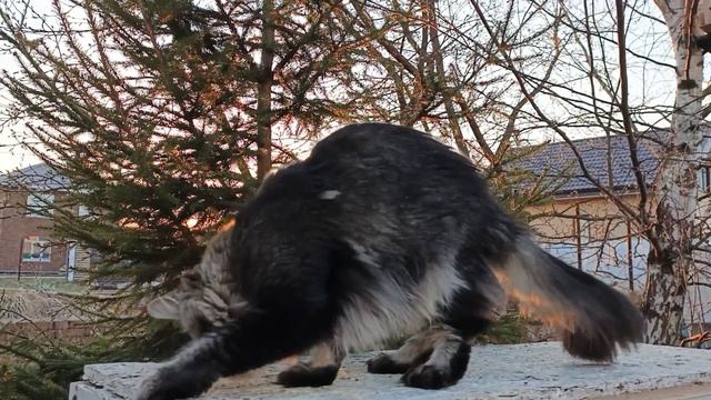 Выставка кошек ❤️🔥2026❤️🔥Аврора шел Кун прайд ♥️♥️♥️