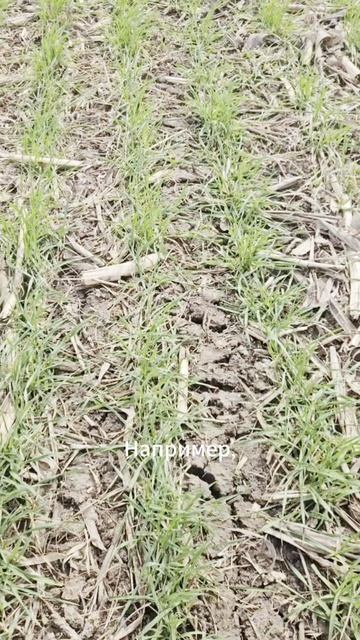 Когда и чем лучше кустить пшеницу #агроном #озимаяпшеница #сельскоехозяйство