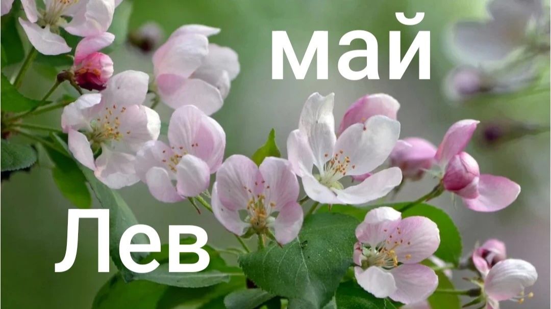 Таро расклад для Львов на май 2026 года