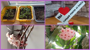 14-04-2026💥Влог💥вторник 💥хоя зацвела 💥вы лучшие мама и папа