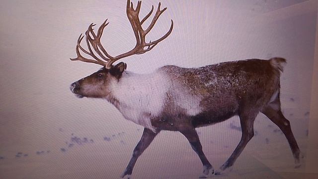 самые странные животные