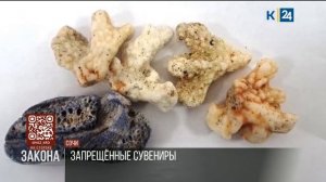 Контрабанду 12 морских кораллов из ОАЭ выявили таможенники в Сочи