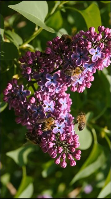 Ароматная сирень