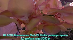 № А219 Фаленопсис Phal.OX Stellar размер горшка 3,0 дюйма