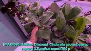 № А240 Phal Mituo  Diamond  Cinderella арома размер горшка 2,5 дюйма