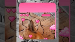 1000056141.mp4 (Собака наблюдает за устройством лестницы на 2-ой этаж в доме А-фрейм)