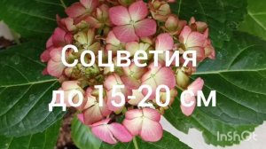 Мадмуазель крупнолистная гортензия 🌺🌿😍