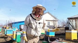 Зачем ужимать гнёзда и когда выводить маток?