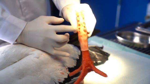 🐦🦿Уникальный протез помог аисту встать на ноги