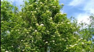 Весенний аромат, песня