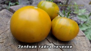 Томат Зелёная тайна личинки 🍅🍅🍅