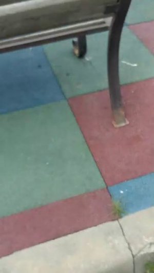 прогулка с собакой 🐶