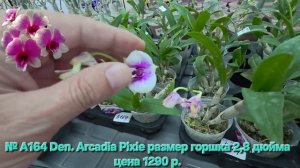 № А164 Den. Arcadia Pixie размер горшка 2,8 дюйма