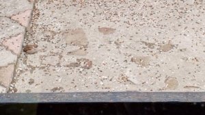 Кормим птиц и белок