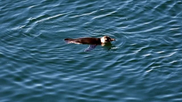 пингвин пловец