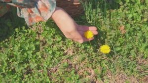 nekoniwa Весенняя рутина в красивой деревне. Мадлен с фисташками, клубничный зефир.