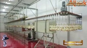 От цыпленка до аппетитного блюда: Полный цикл современного птицеводства! 🐔🍗