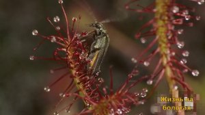 Жизнь на болотах. Росянка