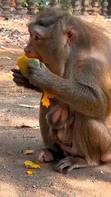 Макака - опытная мать. Детёныш у неё не первый, и, даже, не второй ...   1000046571.mp4