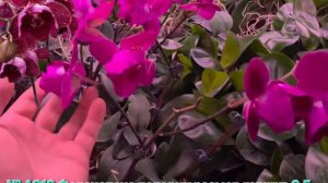 № А218 Фаленопсис пелорик размер горшка 2,5 дюйма