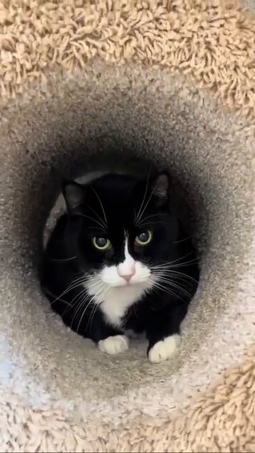 Клип @meowtaverse