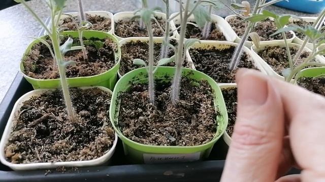 Рассада после пикировки, чем подкормить рассаду помидоров