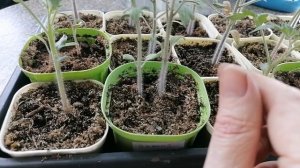 Рассада после пикировки, чем подкормить рассаду помидоров