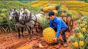 Сбор большихх ананасов со скал и доставка их на рынок для продажи. Работаю на огороде. Вьетнам
