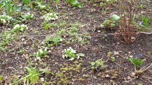 Первоцветы Тулы