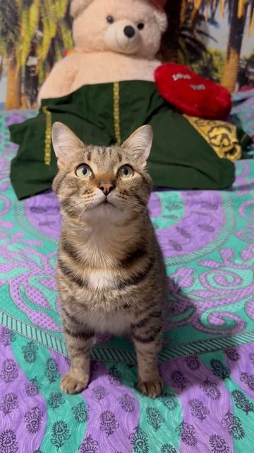 Зиточка шутница😻😍🐈😘🤩🥰💞💞