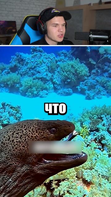 Эту Маленькую Рыбу Боятся Акулы!  shorts шортс